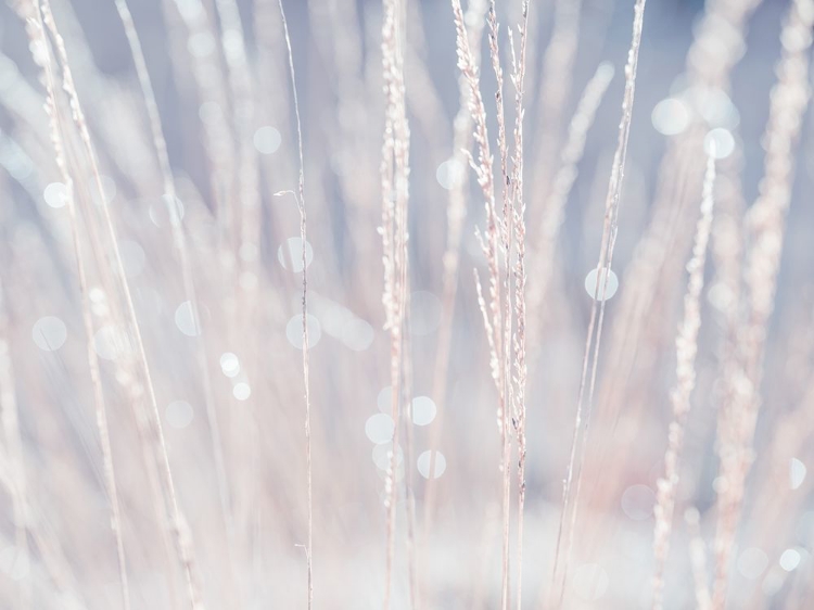 Picture of DRIED GRASS