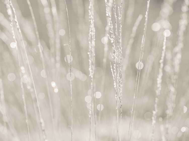 Picture of DRIED GRASS