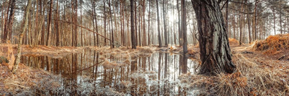 Picture of CANAL THROUGH FOREST