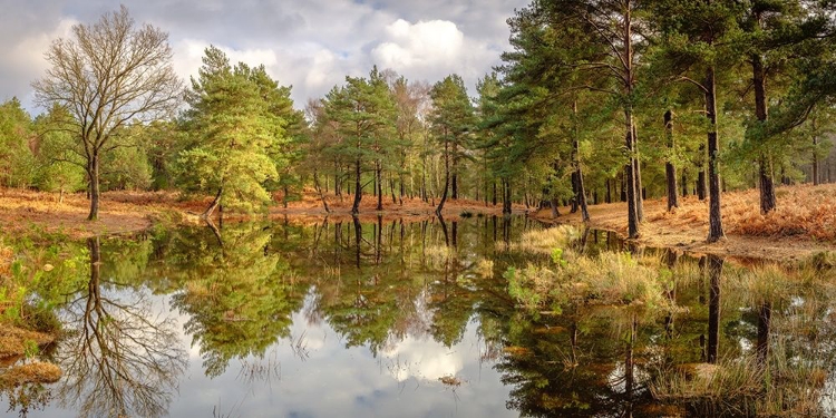 Picture of CANAL THROUGH FOREST