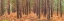 Picture of AUTUMN FOREST