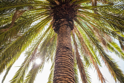 Picture of CANARY ISLANDS-TENERIFE ISLAND-MASCA-PALM TREE