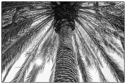 Picture of CANARY ISLANDS-TENERIFE ISLAND-MASCA-PALM TREE