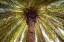 Picture of CANARY ISLANDS-TENERIFE ISLAND-MASCA-PALM TREE