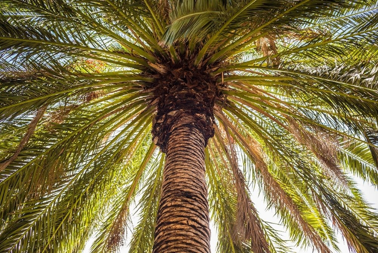 Picture of CANARY ISLANDS-TENERIFE ISLAND-MASCA-PALM TREE