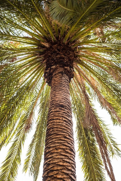 Picture of CANARY ISLANDS-TENERIFE ISLAND-MASCA-PALM TREE