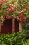 Picture of CANARY ISLANDS-TENERIFE ISLAND-SAN CRISTOBAL DE LA LAGUNA-CONVENTO DE SAN AGUSTIN CONVENT-GARDENS