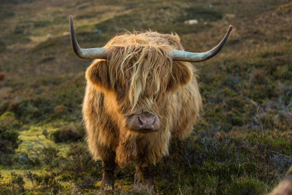 Picture of SCOTLAND-THE ISLE OF SKYE CLOSE-UP OF HIGHLAND COW