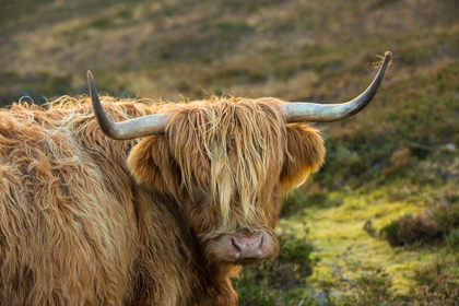 Picture of SCOTLAND-THE ISLE OF SKYE CLOSE-UP OF HIGHLAND COW