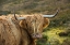 Picture of SCOTLAND-THE ISLE OF SKYE CLOSE-UP OF HIGHLAND COW