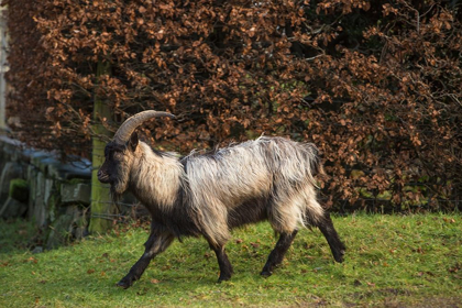 Picture of SCOTLAND DUTCH LANDRACE GOAT WALKING