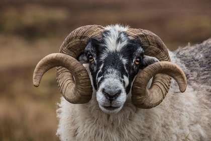 Picture of SCOTLAND SCOTTISH BLACK-FACED SHEEP HEAD CLOSE-UP