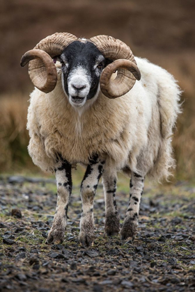 Picture of SCOTLAND SCOTTISH BLACK-FACED SHEEP CLOSE-UP