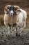 Picture of SCOTLAND SCOTTISH BLACK-FACED SHEEP CLOSE-UP