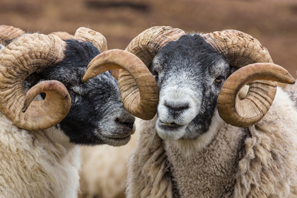 Picture of SCOTLAND SCOTTISH BLACK-FACED SHEEP CLOSE-UP