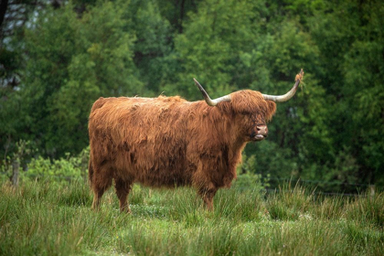 Picture of SCOTLAND-THE ISLE OF SKYE CLOSE-UP OF HIGHLAND COW