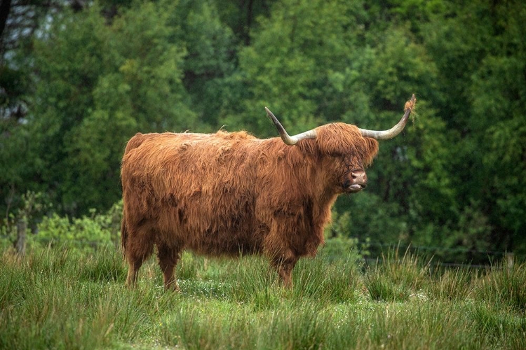 Picture of SCOTLAND-THE ISLE OF SKYE CLOSE-UP OF HIGHLAND COW
