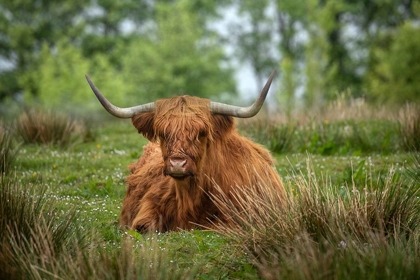 Picture of SCOTLAND-THE ISLE OF SKYE CLOSE-UP OF HIGHLAND COW