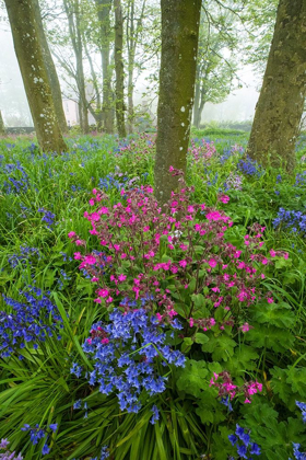 Picture of SCOTLAND WILDFLOWER SCENIC