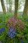 Picture of SCOTLAND WILDFLOWER SCENIC