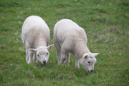 Picture of GREAT BRITAIN-SHETLAND-FAIR ISLE SHETLAND SHEEP-TWIN LAMBS