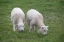 Picture of GREAT BRITAIN-SHETLAND-FAIR ISLE SHETLAND SHEEP-TWIN LAMBS