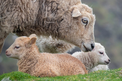 Picture of GREAT BRITAIN-SHETLAND-FAIR ISLE SHETLAND SHEEP-EWE WITH LAMB