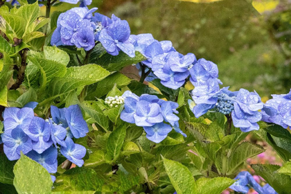 Picture of HYDRANGEA GROWING IN THE GARDENS OF DUNVEGAN CASTLE IN NORTHERN ISLE OF SKYE