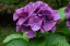 Picture of BIG LEAF HYDRANGEA GROWING IN THE GARDENS OF DUNVEGAN CASTLE IN NORTHERN ISLE OF SKYE