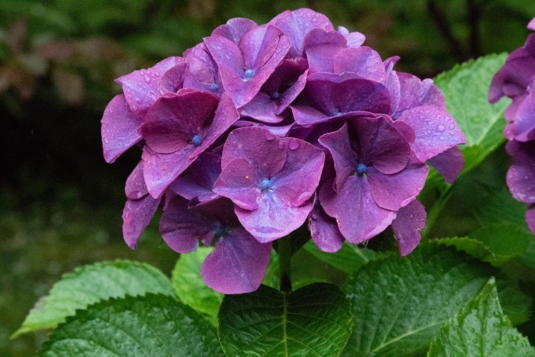 Picture of BIG LEAF HYDRANGEA GROWING IN THE GARDENS OF DUNVEGAN CASTLE IN NORTHERN ISLE OF SKYE