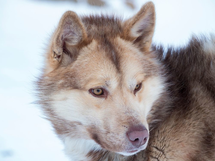 Picture of SLED DOG DURING WINTER IN UUMMANNAQ IN GREENLAND DOG TEAMS ARE STILL DRAFT ANIMALS