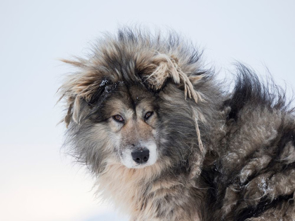 Picture of SLED DOG DURING WINTER IN UUMMANNAQ IN GREENLAND DOG TEAMS ARE STILL DRAFT ANIMALS