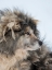 Picture of SLED DOG DURING WINTER IN UUMMANNAQ IN GREENLAND DOG TEAMS ARE STILL DRAFT ANIMALS