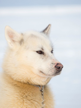 Picture of SLED DOG DURING WINTER IN UUMMANNAQ IN GREENLAND DOG TEAMS ARE STILL DRAFT ANIMALS