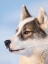 Picture of SLED DOG DURING WINTER IN UUMMANNAQ IN GREENLAND DOG TEAMS ARE STILL DRAFT ANIMALS