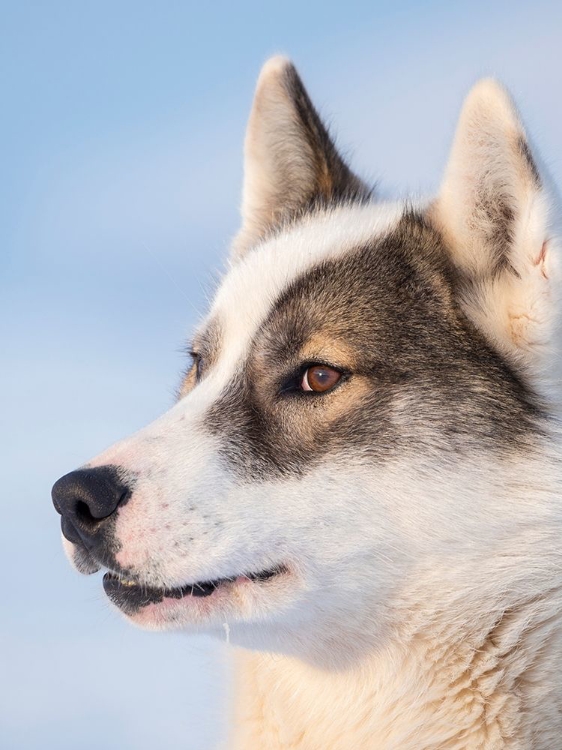 Picture of SLED DOG DURING WINTER IN UUMMANNAQ IN GREENLAND DOG TEAMS ARE STILL DRAFT ANIMALS