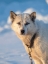 Picture of SLED DOG DURING WINTER IN UUMMANNAQ IN GREENLAND DOG TEAMS ARE STILL DRAFT ANIMALS