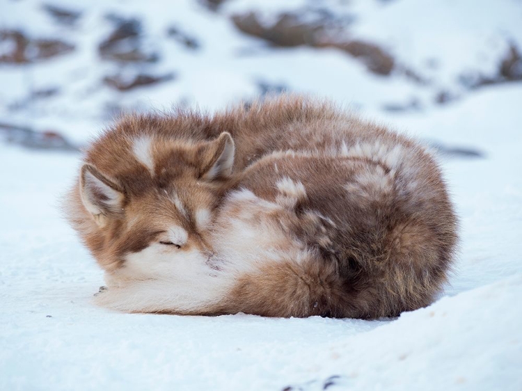 Picture of SLED DOG DURING WINTER IN UUMMANNAQ IN GREENLAND DOG TEAMS ARE STILL DRAFT ANIMALS