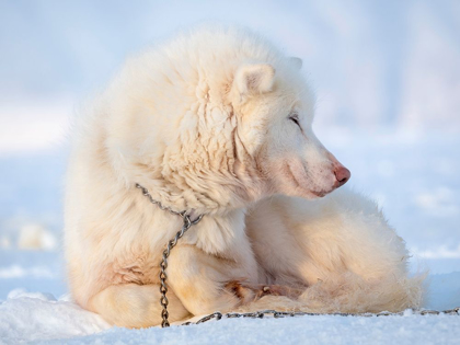 Picture of SLED DOG DURING WINTER IN UUMMANNAQ IN GREENLAND DOG TEAMS ARE STILL DRAFT ANIMALS