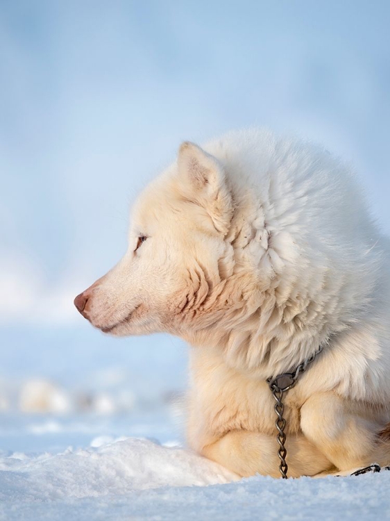 Picture of SLED DOG DURING WINTER IN UUMMANNAQ IN GREENLAND DOG TEAMS ARE STILL DRAFT ANIMALS