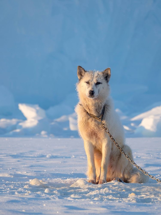 Picture of SLED DOG DURING WINTER IN UUMMANNAQ IN GREENLAND DOG TEAMS ARE STILL DRAFT ANIMALS