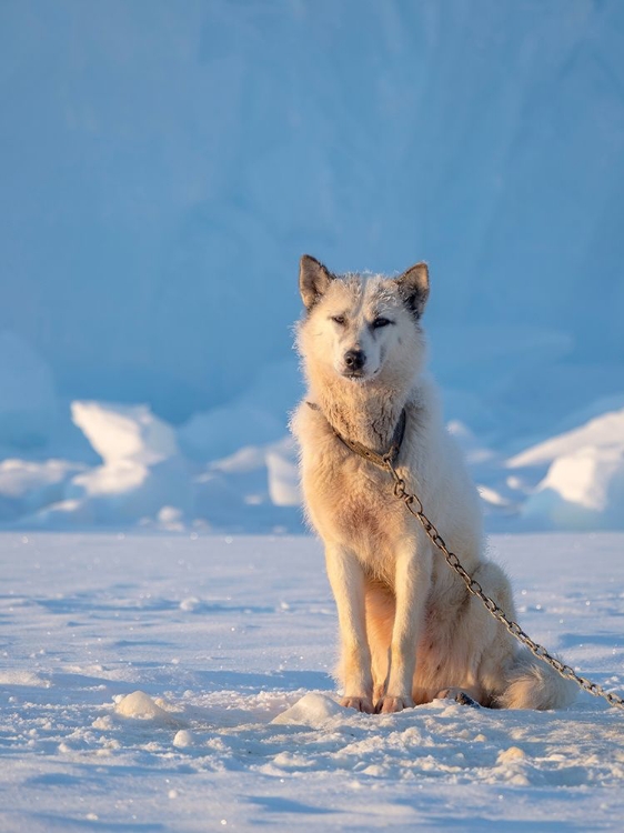 Picture of SLED DOG DURING WINTER IN UUMMANNAQ IN GREENLAND DOG TEAMS ARE STILL DRAFT ANIMALS