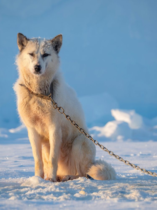 Picture of SLED DOG DURING WINTER IN UUMMANNAQ IN GREENLAND DOG TEAMS ARE STILL DRAFT ANIMALS