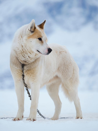 Picture of SLED DOG DURING WINTER IN UUMMANNAQ IN GREENLAND DOG TEAMS ARE STILL DRAFT ANIMALS