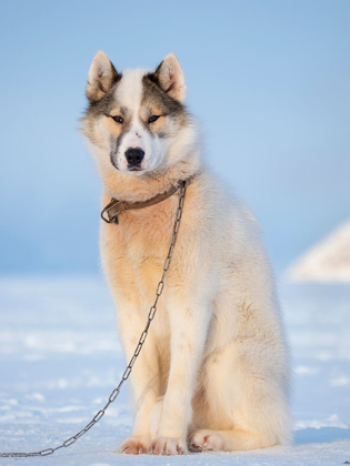 Picture of SLED DOG DURING WINTER IN UUMMANNAQ IN GREENLAND DOG TEAMS ARE STILL DRAFT ANIMALS