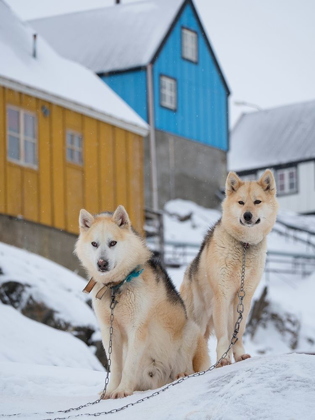 Picture of SLED DOG DURING WINTER IN UUMMANNAQ IN GREENLAND DOG TEAMS ARE STILL DRAFT ANIMALS