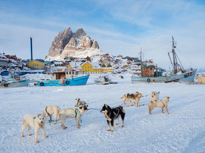 Picture of TEAM OF SLED DOG DURING WINTER IN UUMMANNAQ IN GREENLAND