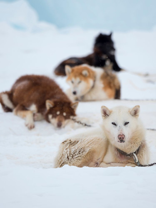 Picture of SLED DOG DURING WINTER IN UUMMANNAQ IN GREENLAND 