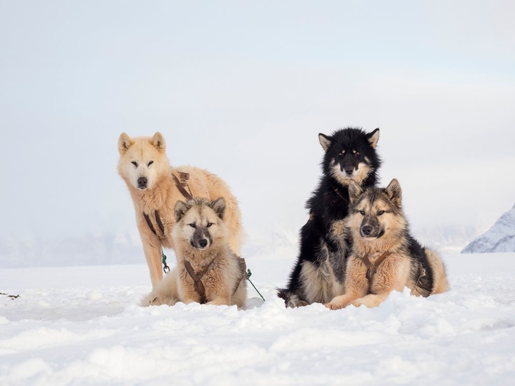 Picture of SLED DOG DURING WINTER IN UUMMANNAQ IN GREENLAND 