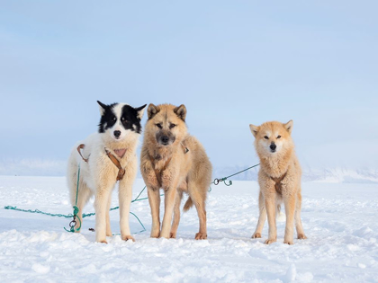 Picture of SLED DOG DURING WINTER IN UUMMANNAQ IN GREENLAND 